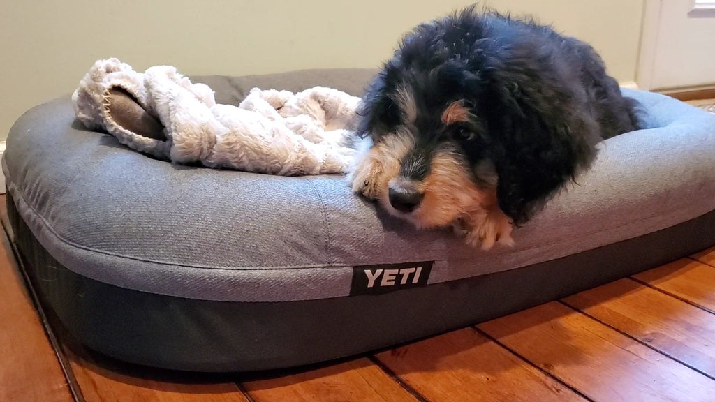 Enhance Your Dog's Après  Experience With Gear From Yeti